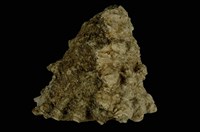 藏品(星螺)的圖片